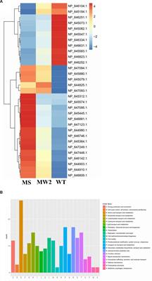 Teicoplanin associated gene tcaA inactivation increases persister cell formation in Staphylococcus aureus